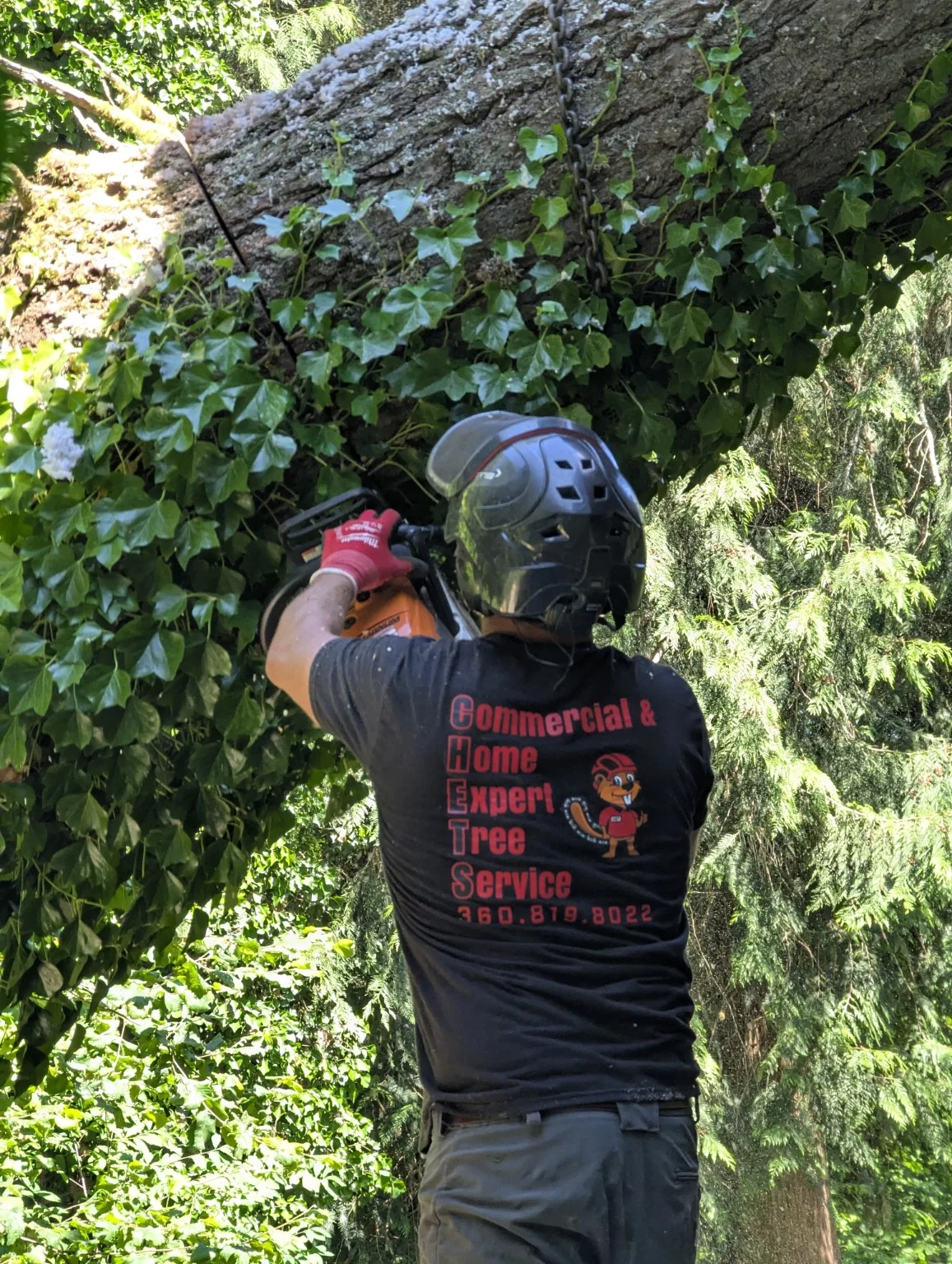 CHETS crew making a controlled ground cut during tree removal
