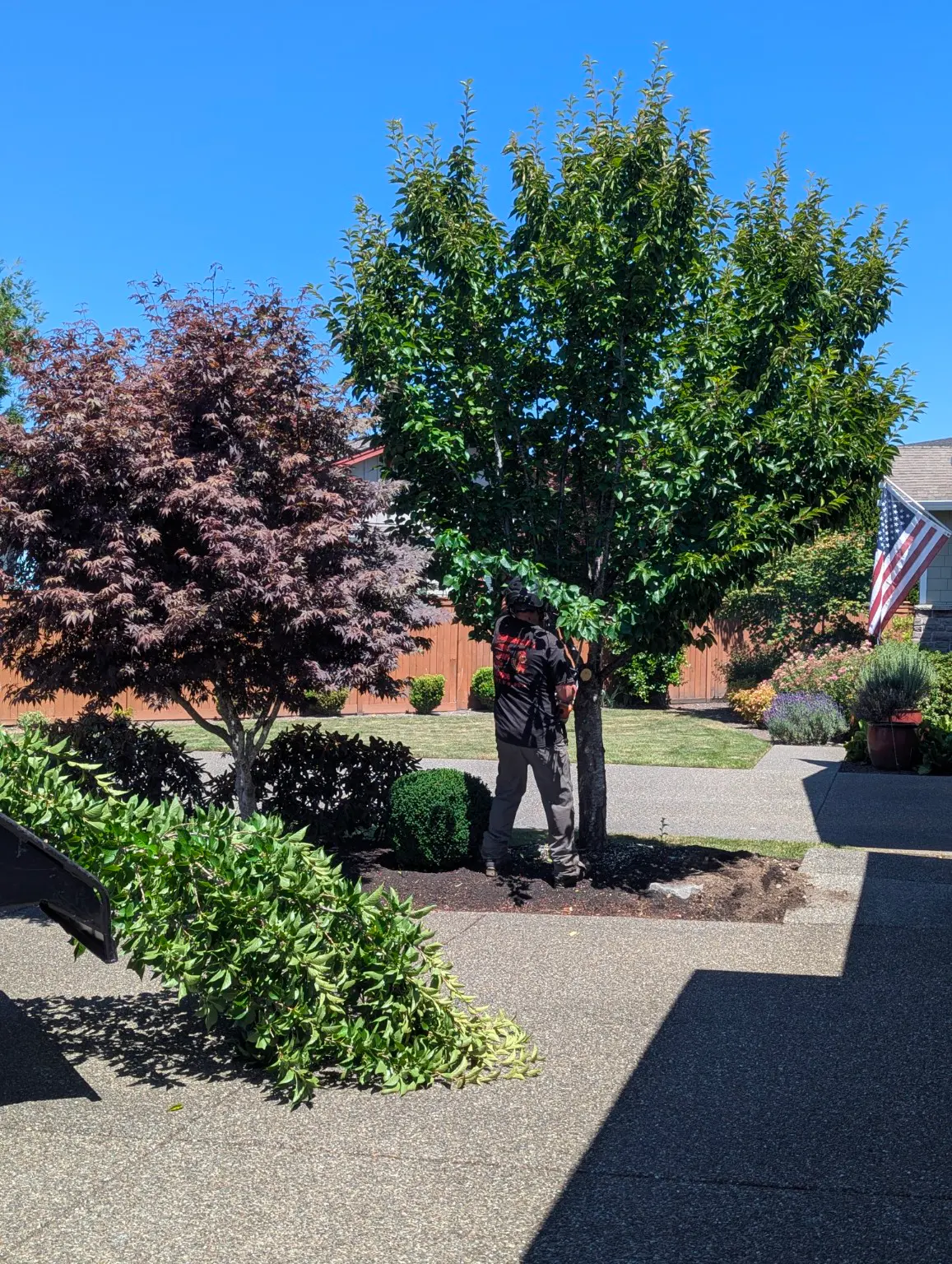 CHETS performing targeted pruning on a residential tree